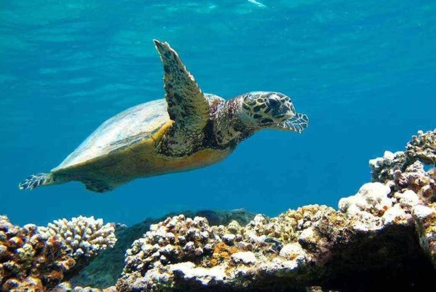 Abu Dabbab Turtle Bay Snorkeling Tour