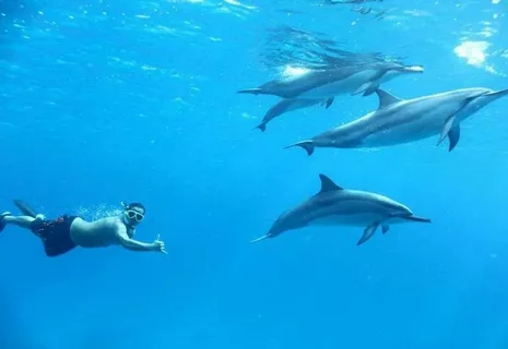 Dolphin House Snorkeling Tour